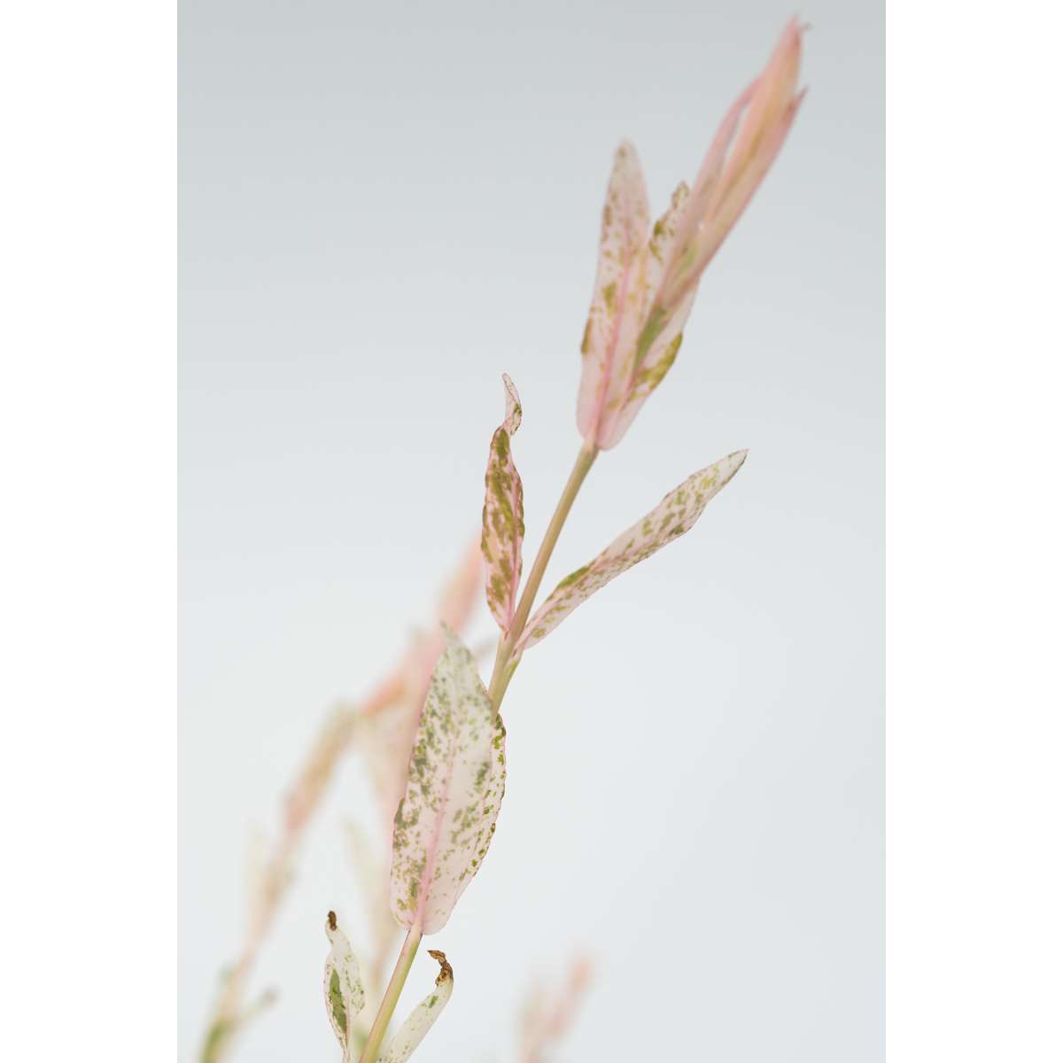 Salix Flamingo - Set van 2 - Bonte wilg