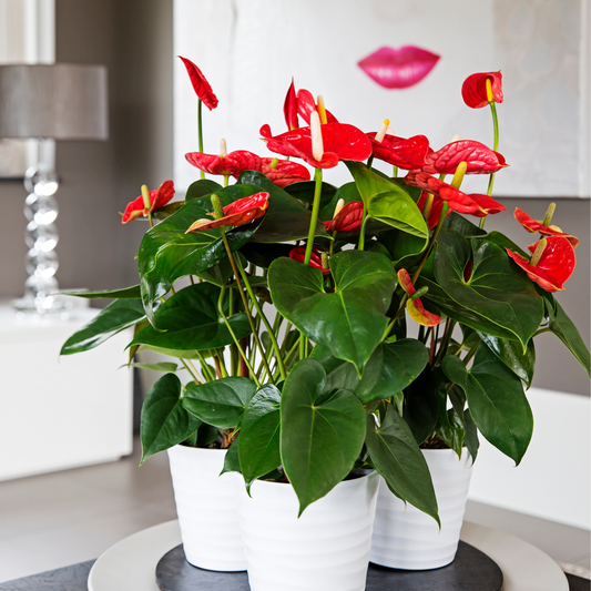 Anthurium 'Madural Red' - Flamingoplant