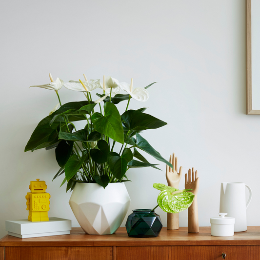 Anthurium 'Alaska White' - Flamingoplant