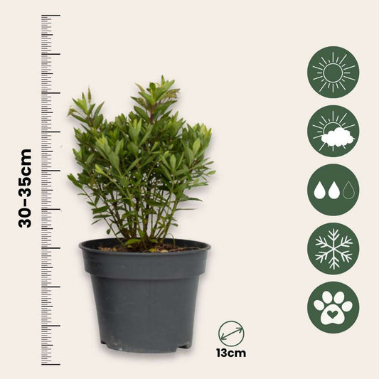 Hebe All Blooms 'Ranaia' - Rood - Set van 3