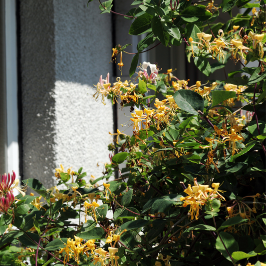 Lonicera henryi Copper Beauty - Set van 2 - Kamperfoelie