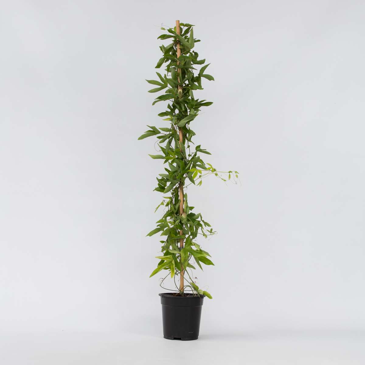 Passiflora 'Victoria' XL - Passiebloem