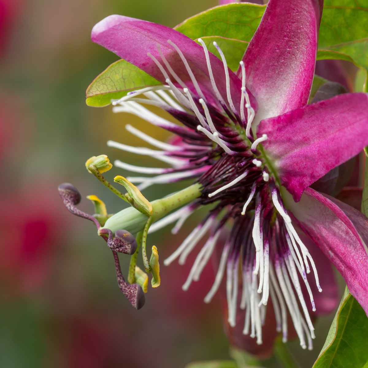 Passiflora 'Victoria' XL - 2 stuks - Passiebloem