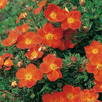 Potentilla frut. Red Ace - Ganzerik rood