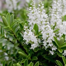 Hebe rakaiensis - Struikveronica