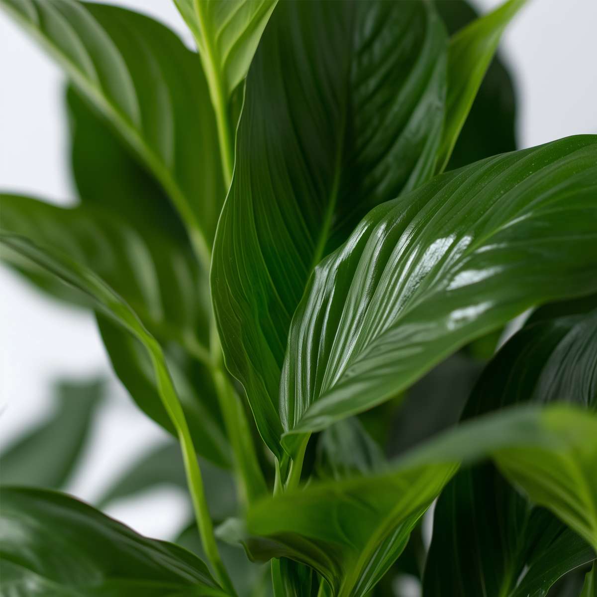 Spathiphyllum 'Lima' - Set van 2