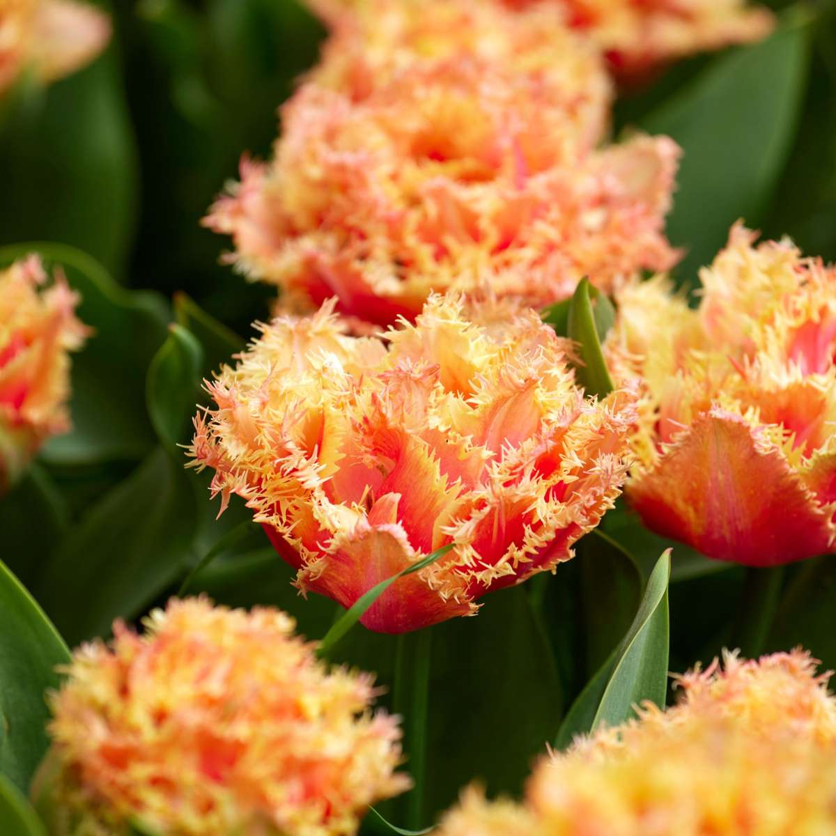 Tulipa 'Brisbane' - Tulpenbollen - Set van 20 - Roze