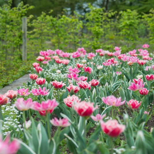 Tulipa 'Queensland' - Set van 10 - Tulpenbollen - Roze, wit
