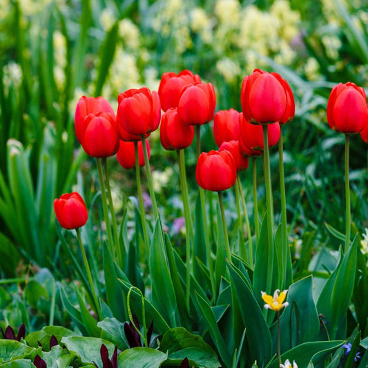 Tulipa 'Red Impression' - Set van 14 - Tulpenbollen