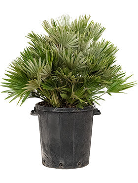 Chamaerops humilis 'Compacta'