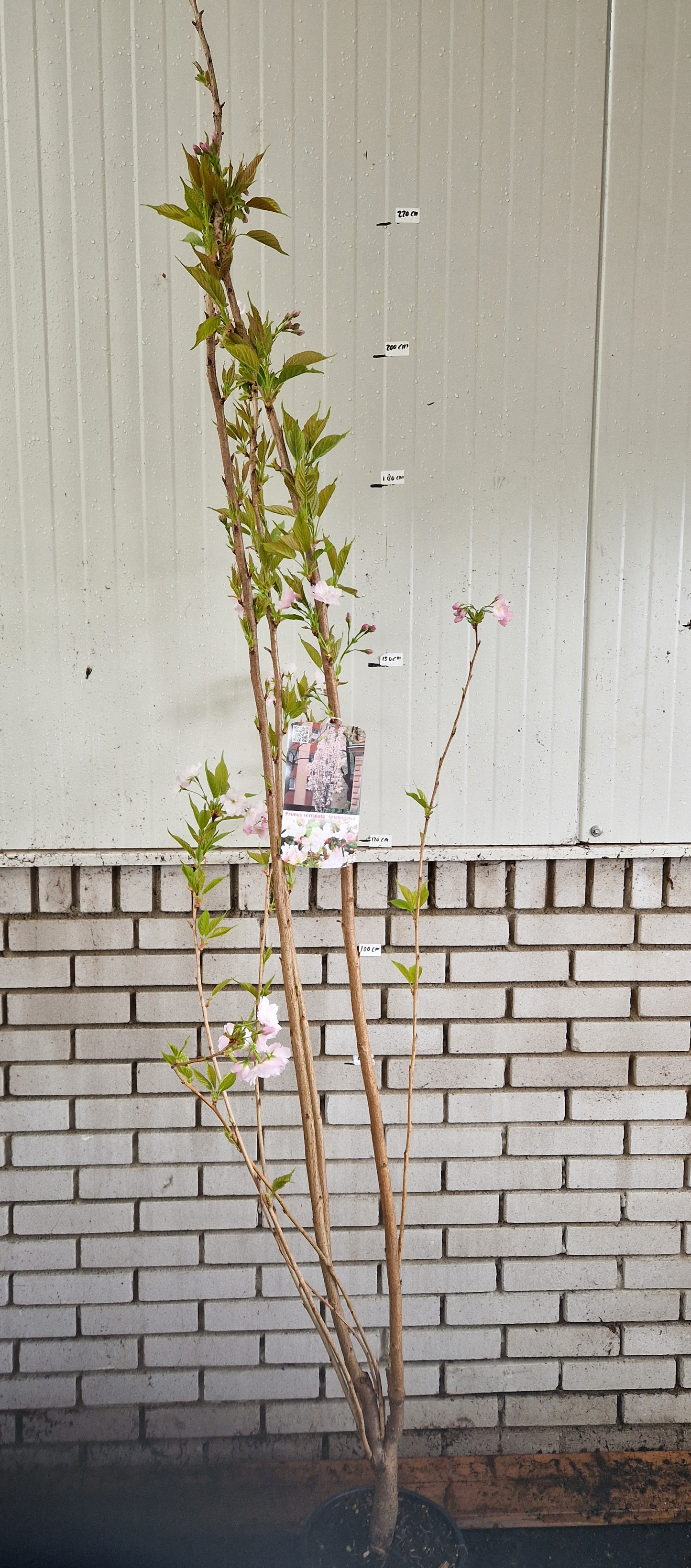 Prunus serr. Amanogawa - Japanse Sierkers