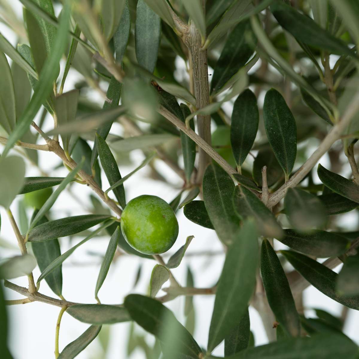 Olea Europaea - Set van 2 - Olijfboom inclusief mand