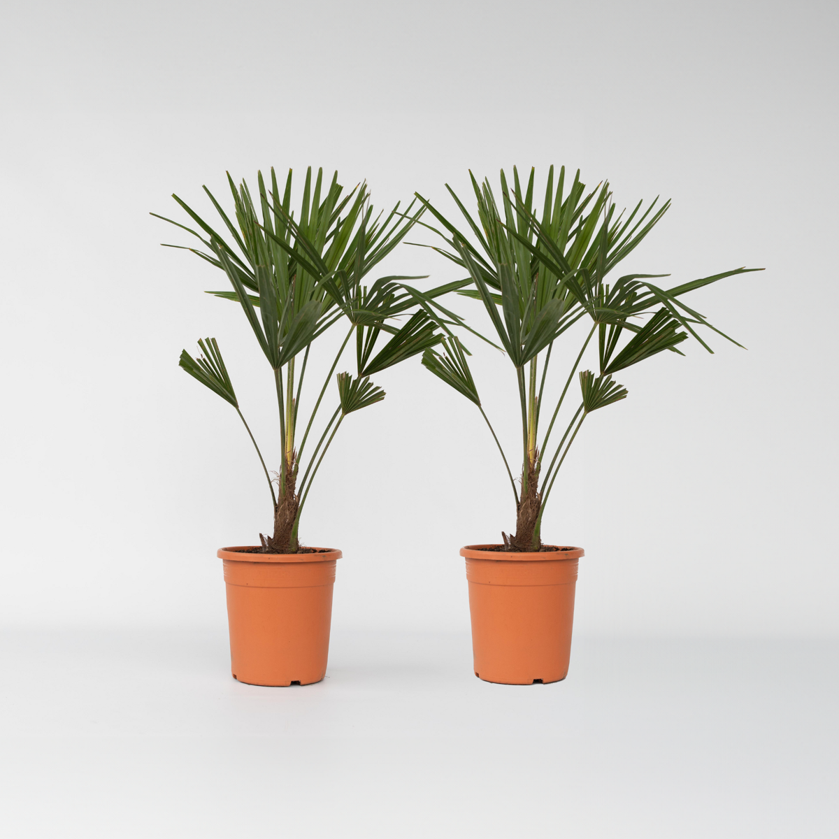 Trachycarpus Fortunei - Set van 2 - Waaierpalmboom