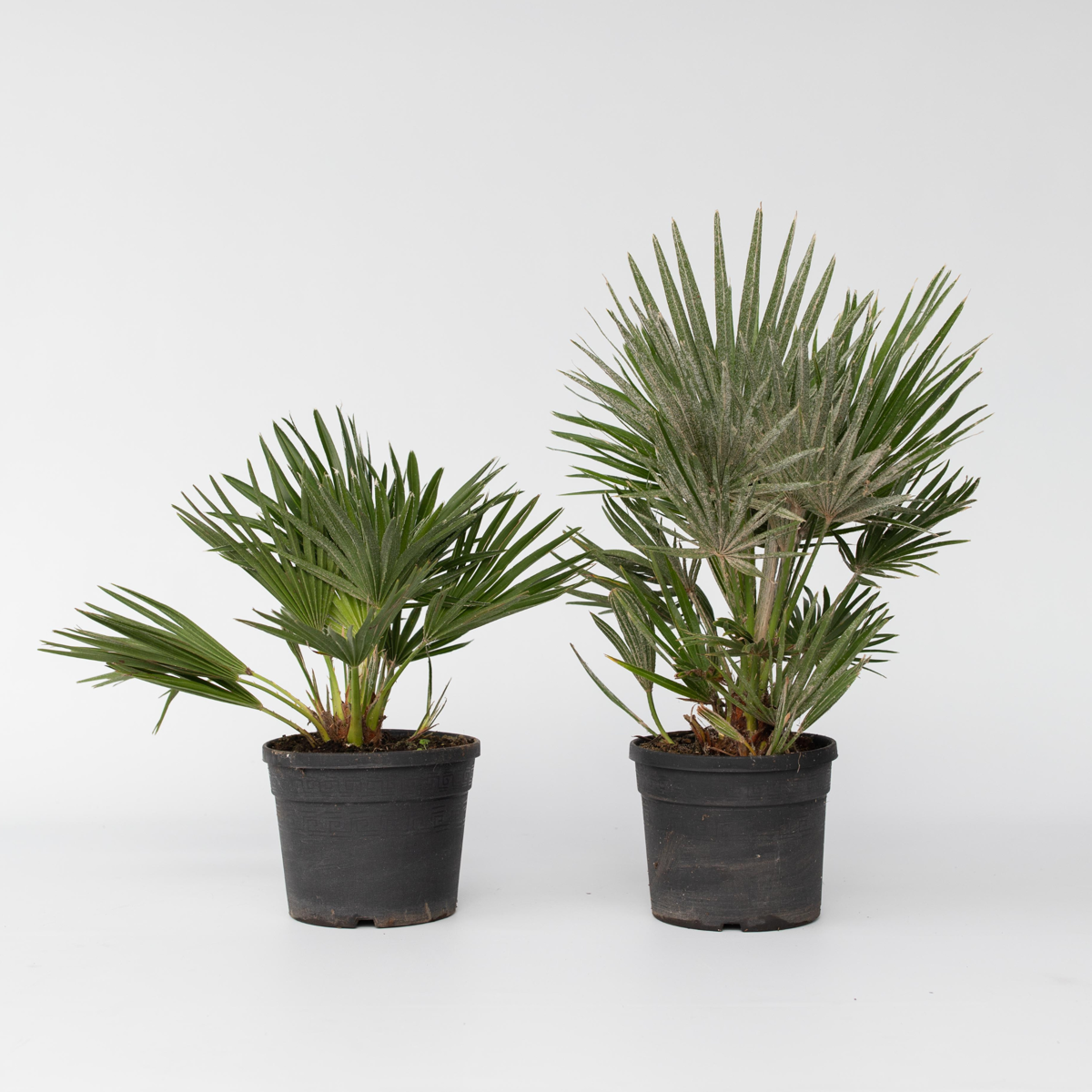 Chamaerops 'Vulcano' - Set van 2 - Dwergpalm