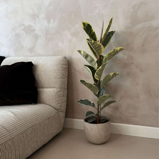 Ficus Elastica 'Tineke'