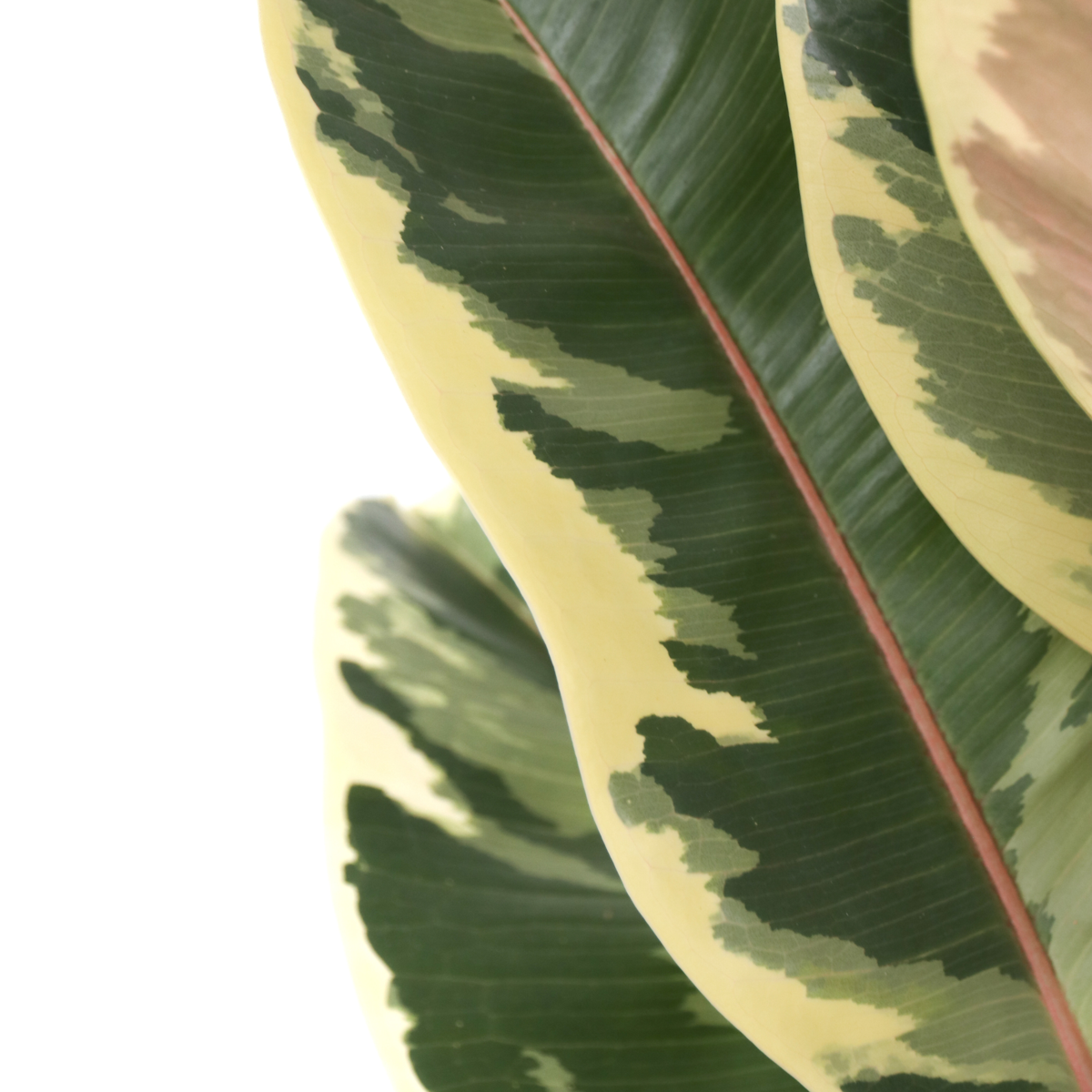 Ficus Elastica 'Tineke'