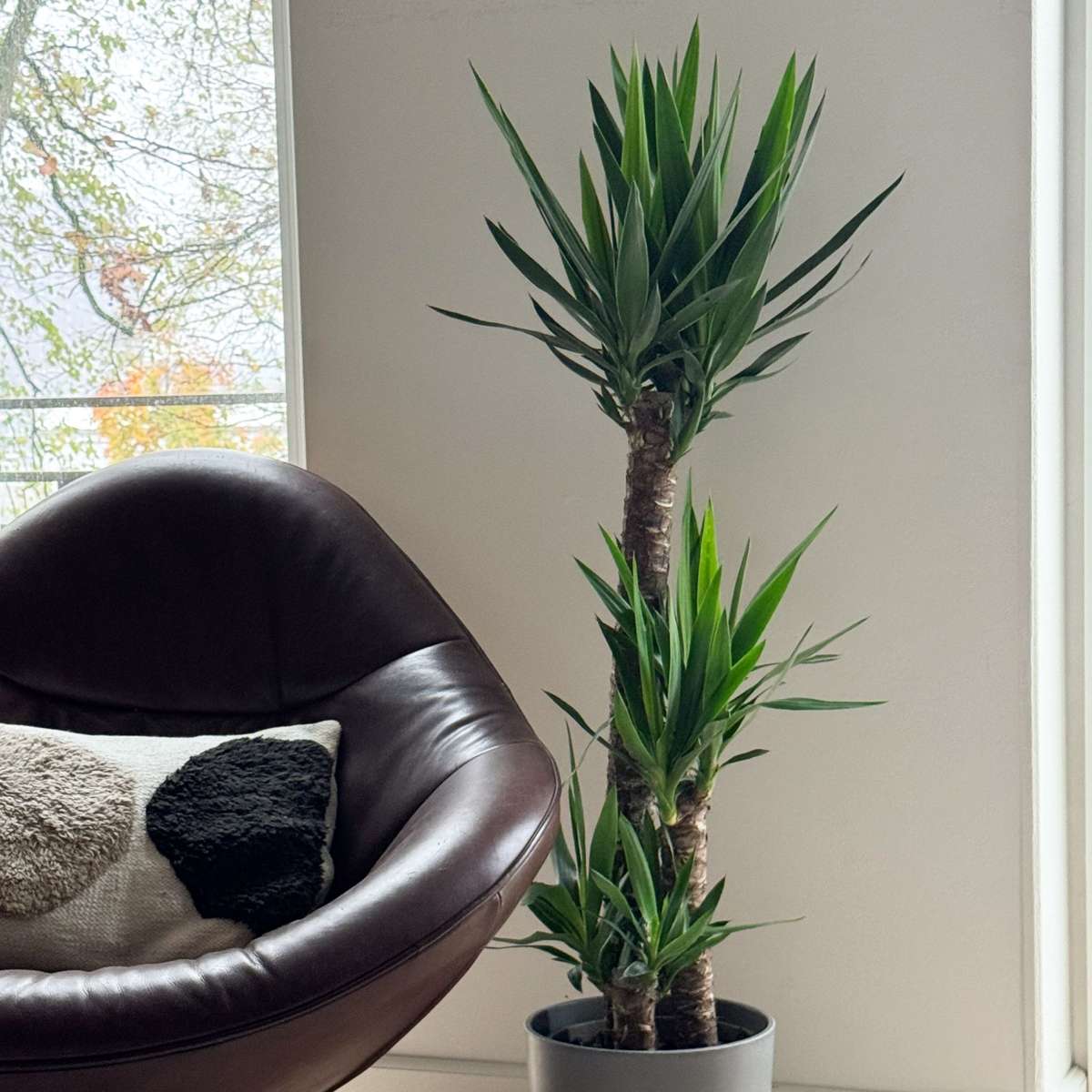 Yucca elephantipes - Palmlelie