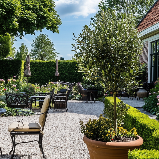 Olea europaea - Olijfboom