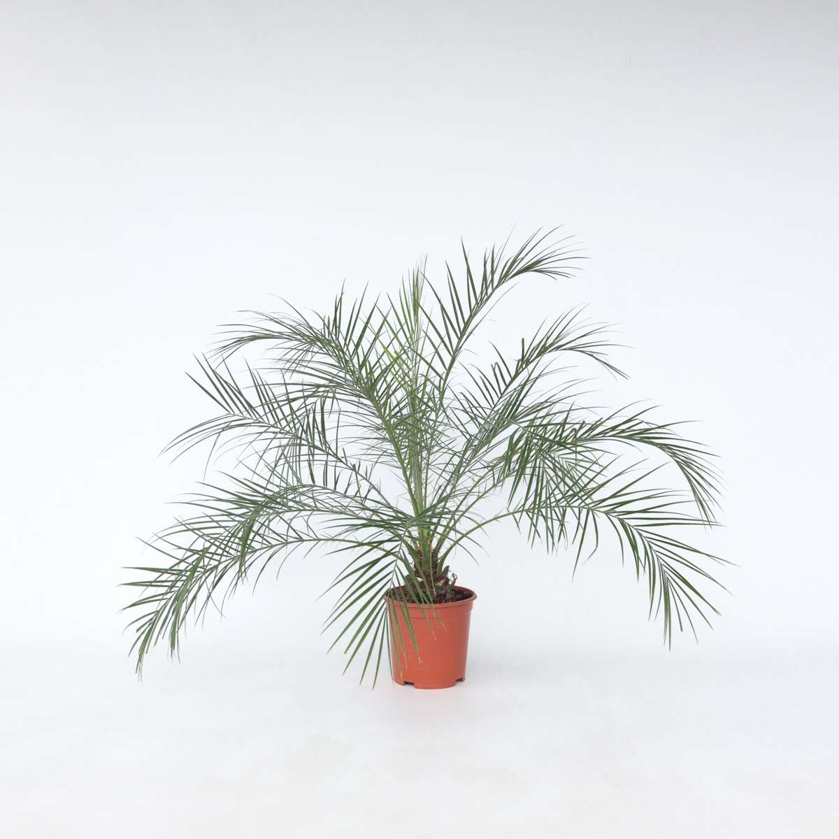 Phoenix roebelenii - Dwergdadelpalm