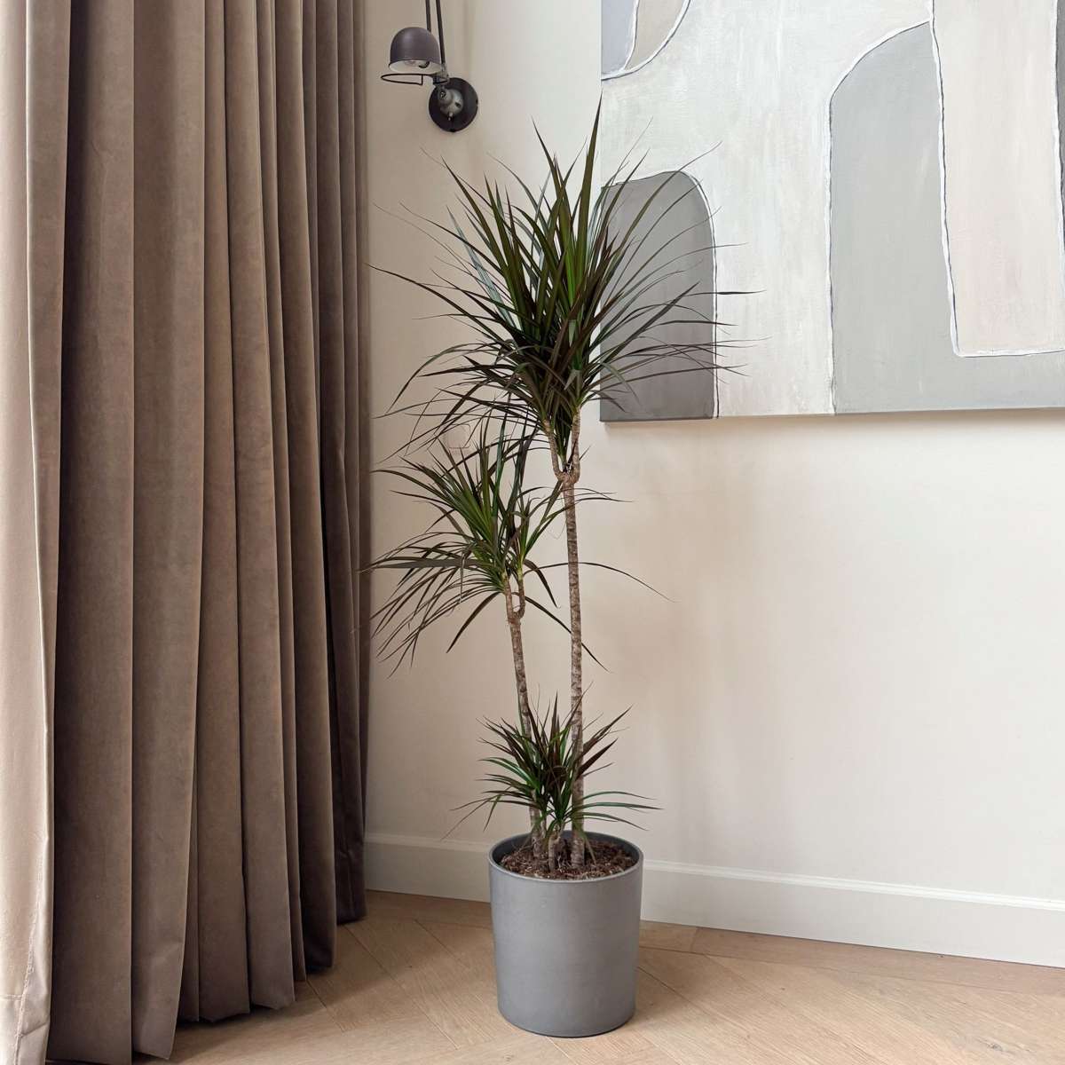 Dracaena marginata - XL Drakenbloedboom