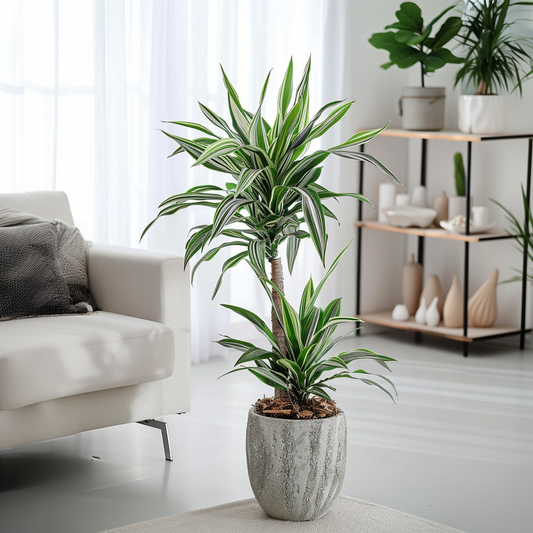 Dracaena Deremensis 'White Stripe' - Set van 2