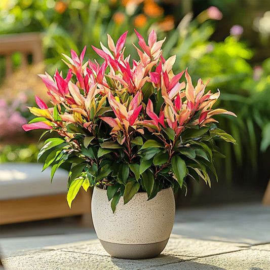 Pieris 'Forest Flame' - Set van 4 - Rotsheide