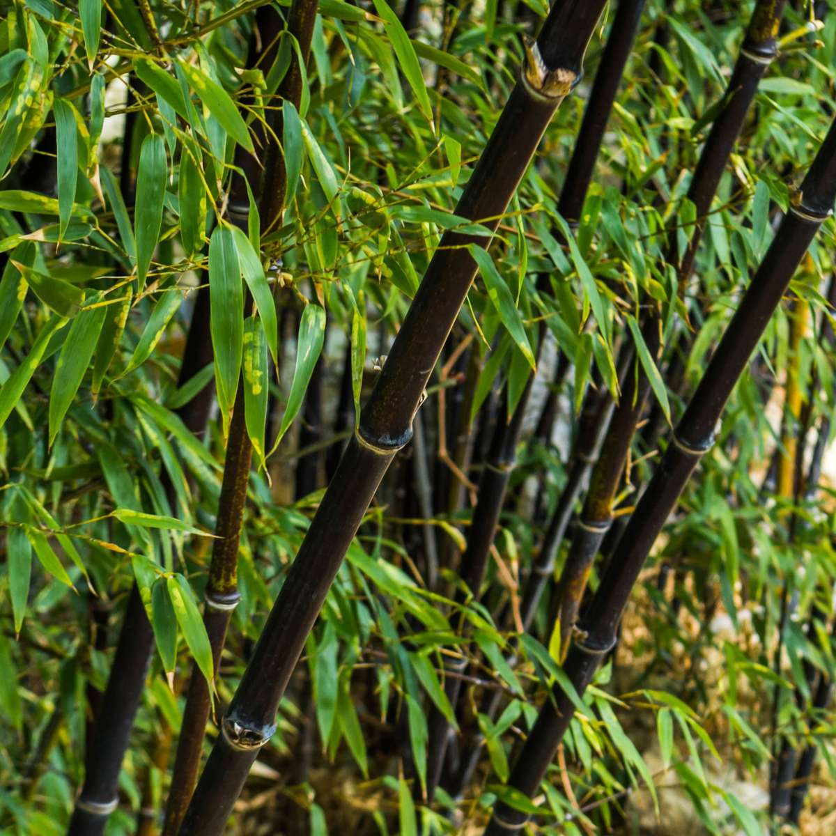 Fargesia nitida 'Black Dragon' - 3 Stuks - Bamboe