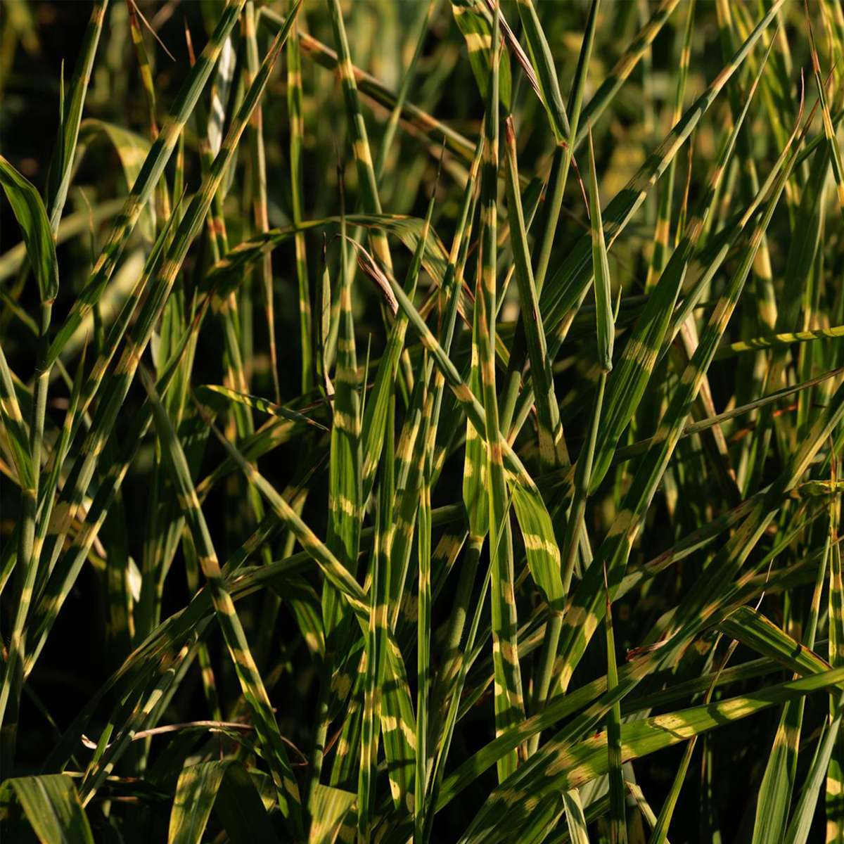 Miscanthus Zebrinus - Siergras