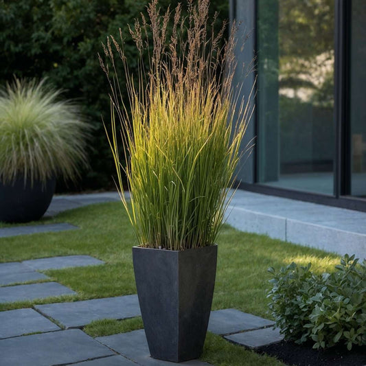 Panicum virgatum 'Heavy Metal' - Vingergras