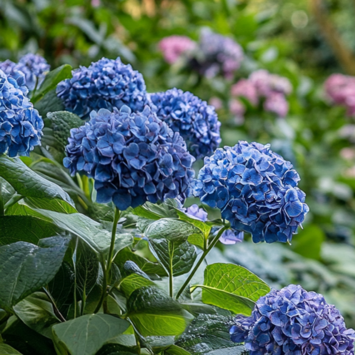 Hydrangea 'Zomerglans' - Set van 2 - Hortensia