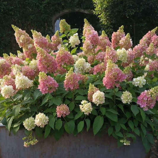 Hydrangea 'Candlelight' - 2 stuks - Hortensia