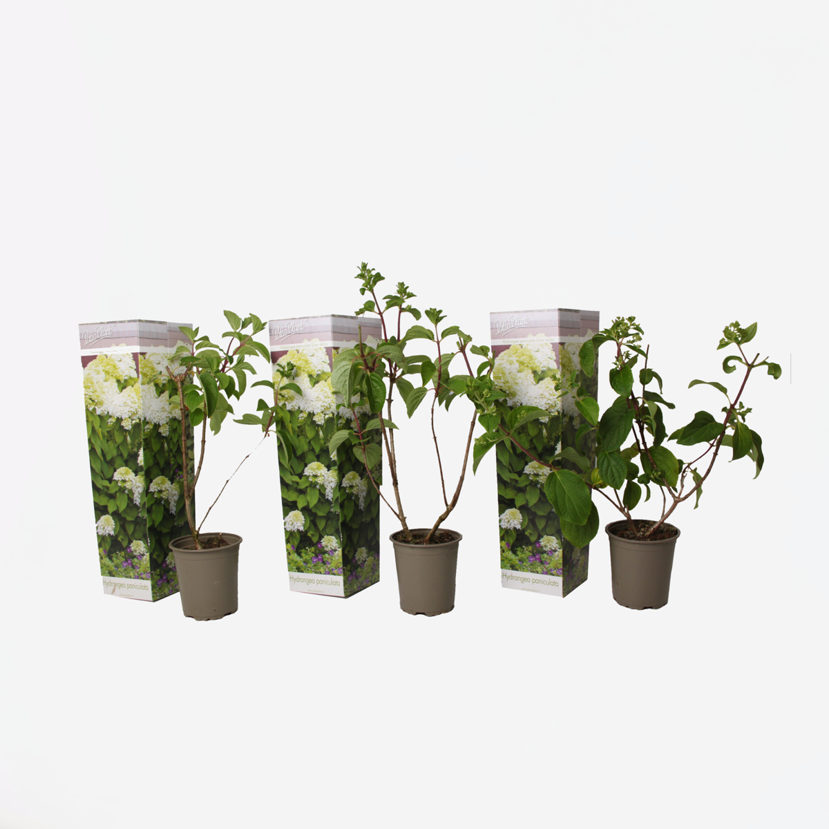 Hydrangea 'Silver Dollar' - Set van 3 - Hortensia