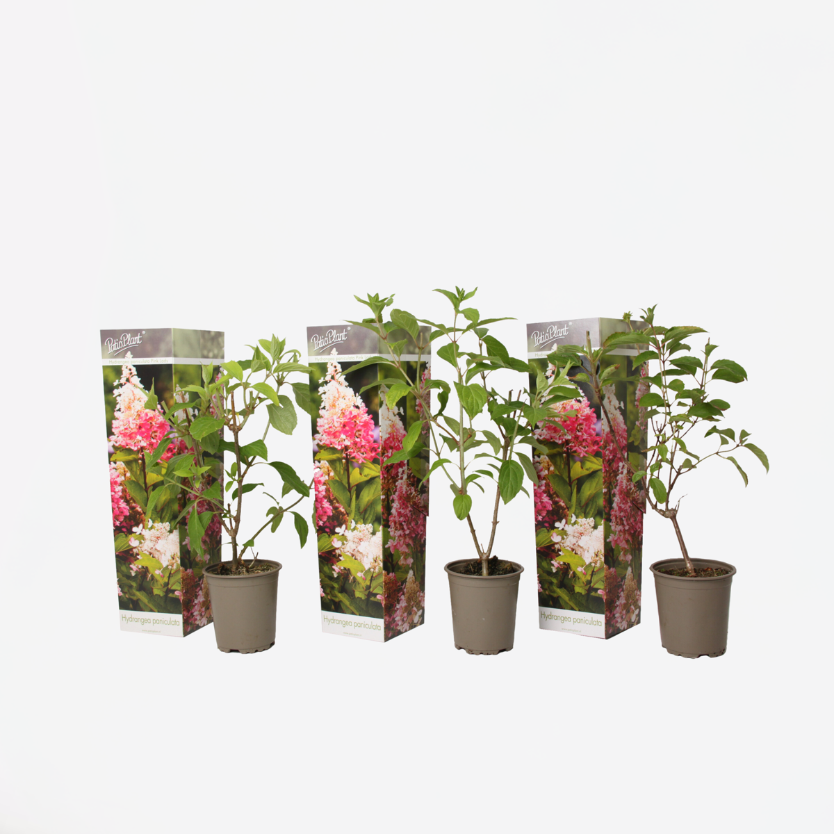 Hortensia 'Pink Lady' - Set van 3