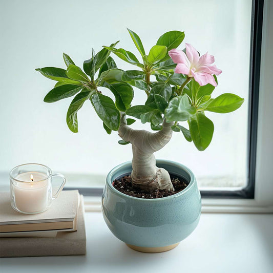 Adenium obesum - Woestijnroos
