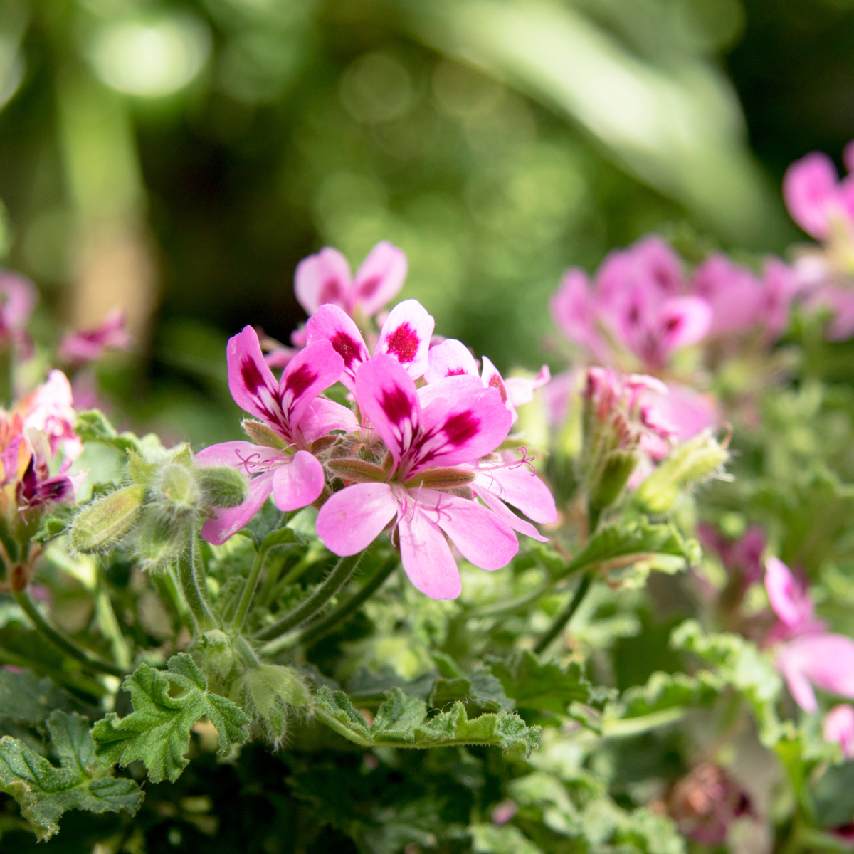 Pelargonium Capitatum 'anti-muggenplant' - 3 stuks
