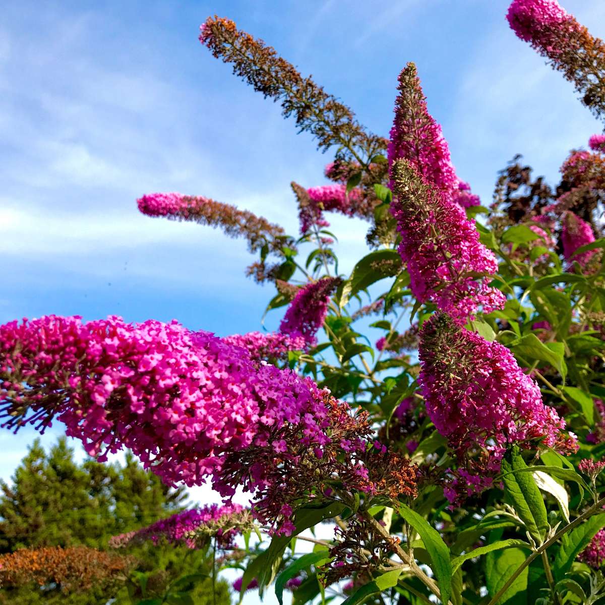 Buddleja - Vlinderstruik - Set van 3 - Roze