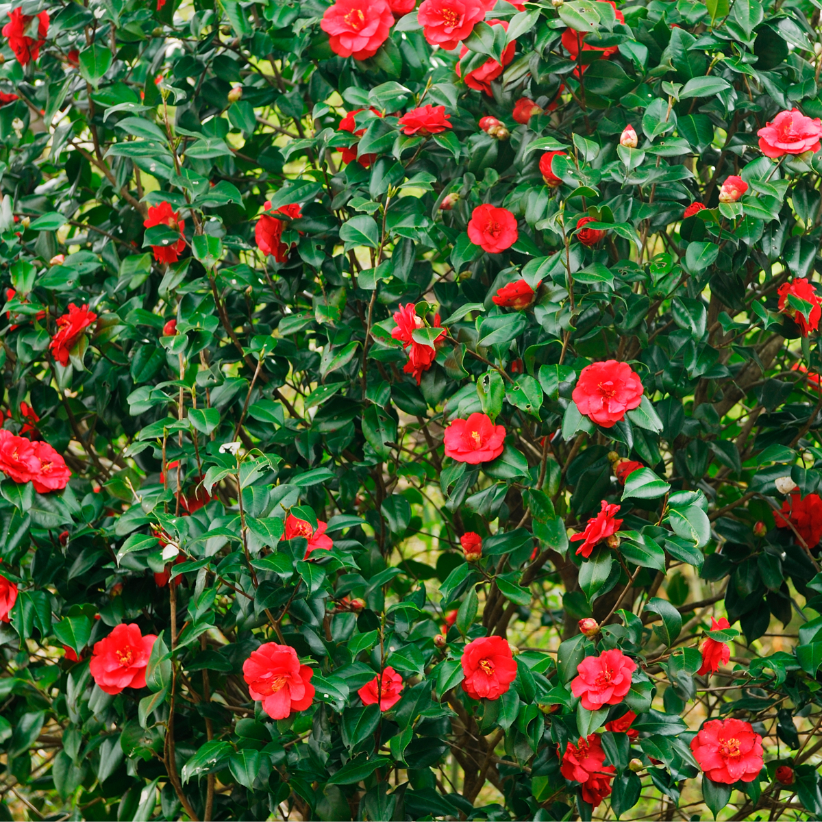 Camellia japonica 'Lady Campbell' - Set van 2 - Roos