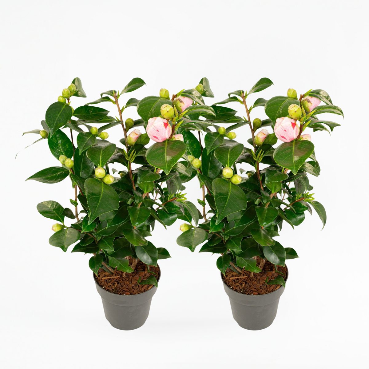 Camellia japonica 'Bonomiana' - Set van 2 - Japanse roos