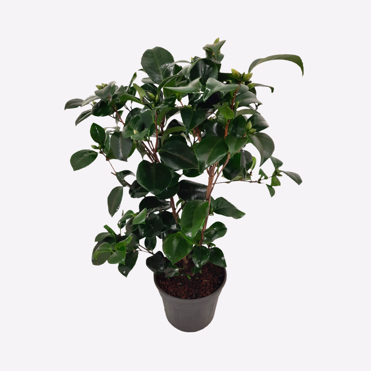 Camellia japonica 'Lady Campbell' - Roos