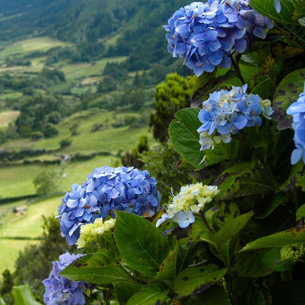 Hydrangea - Mix van 6 - Hortensia