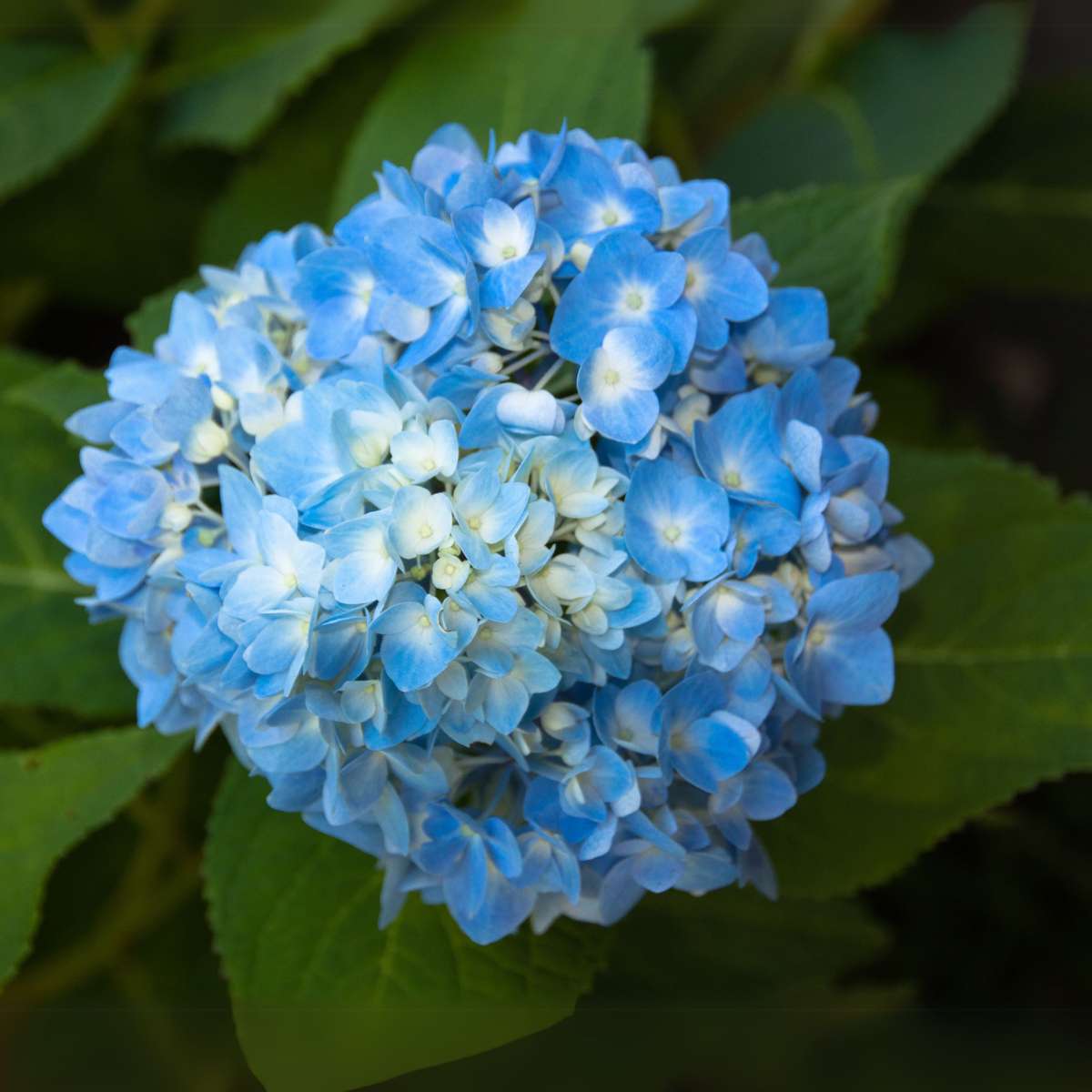 Hydrangea - Blauw - Set van 6 - Hortensia