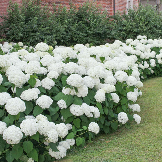 Hydrangea - Wit - Set van 6 - Hortensia