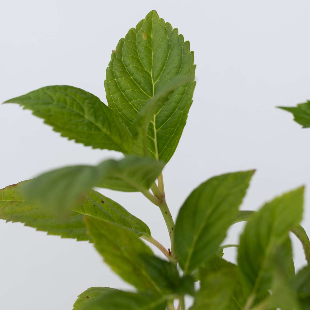 Hydrangea - Wit - Set van 6 - Hortensia