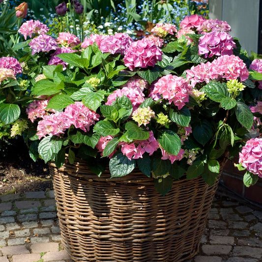 Hydrangea - Roze - Set van 6 - Hortensia