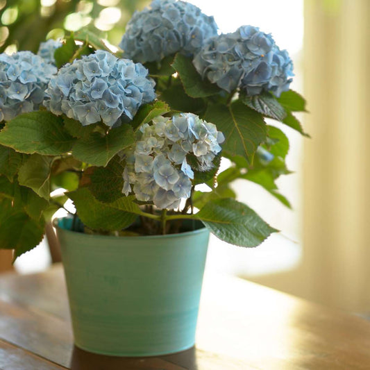 Hortensia 'Teller' - Set van 3 - Blauw - Hydrangea