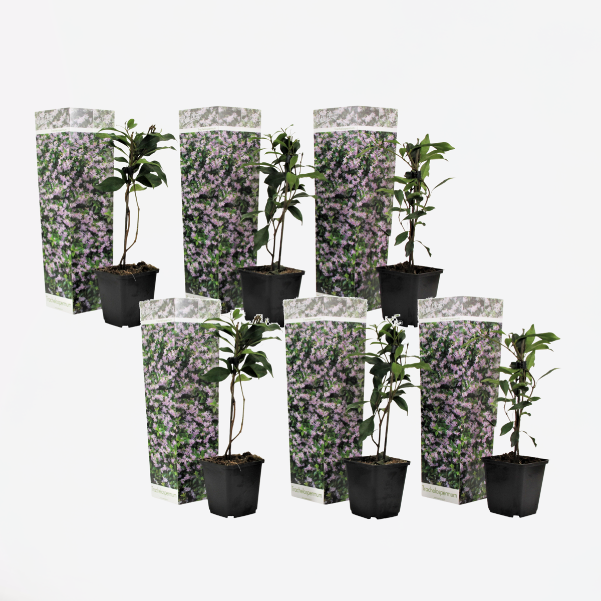 Toscaanse Jasmijn - Set van 6 - Roze