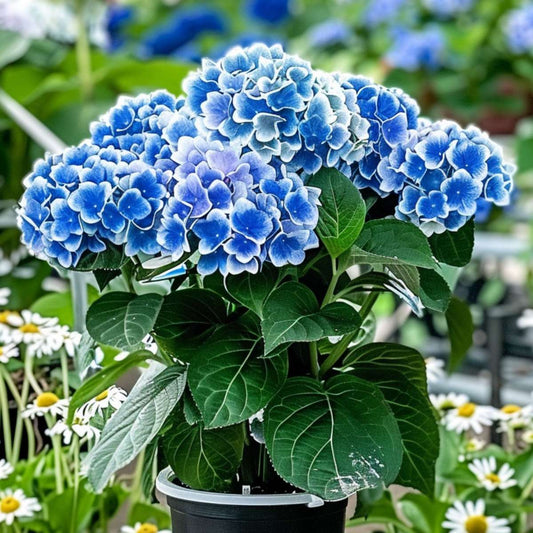 Hydrangea bicolor Bavaria Blauw - Hortensia - Set van 6