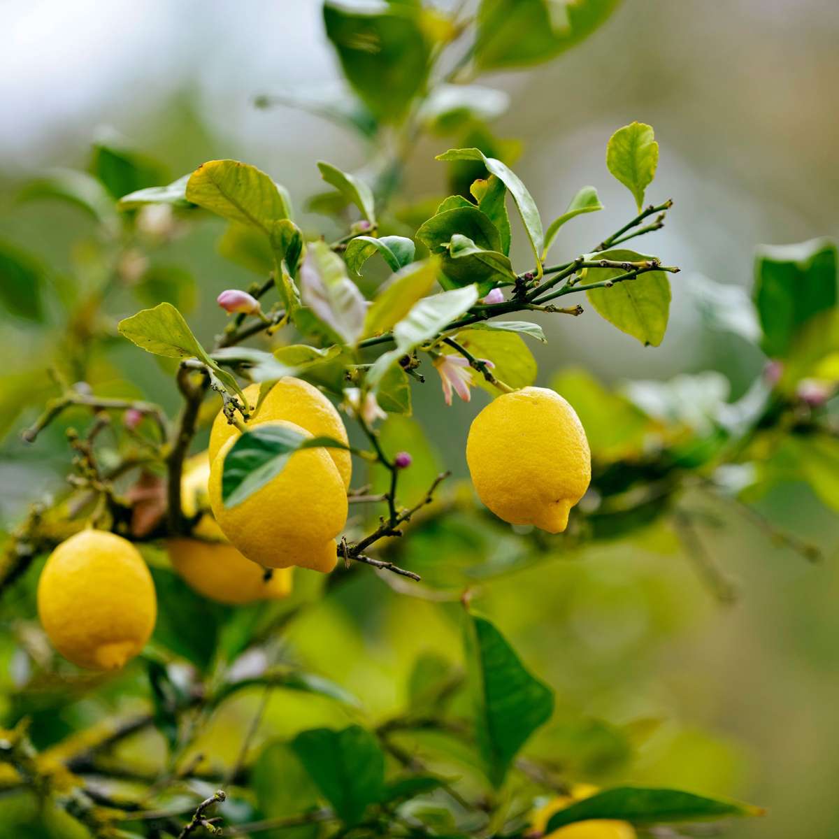 Citrus limon - 3 stuks - Citroenboom