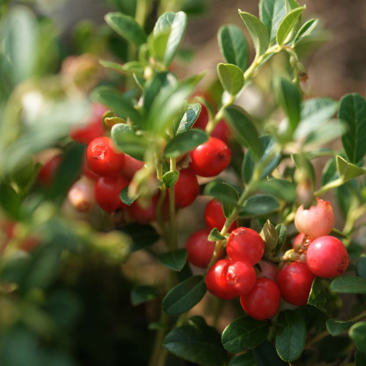 Superfruit - 3 Fruitbomen - Bosbes, Veenbes, Goji