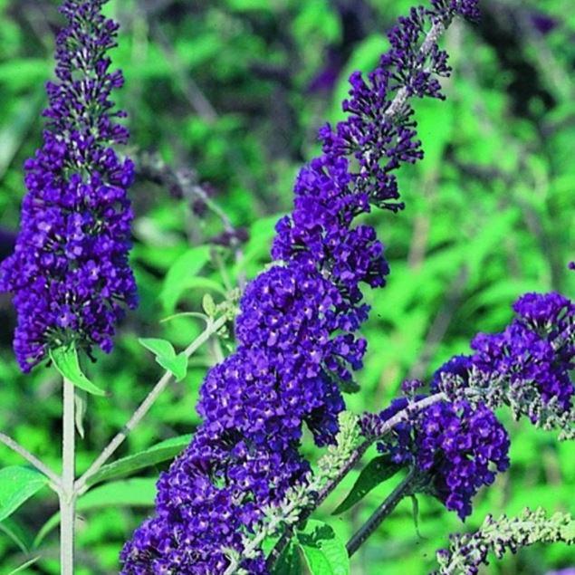 Buddleja davidii 'Empire Blue' - Vlinderstruik